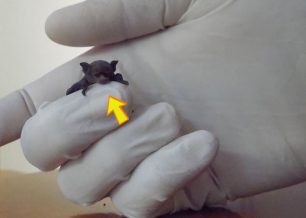 Ρόδος: Βρήκε μωρό νυχτεριδάκι στο μπαλκόνι της